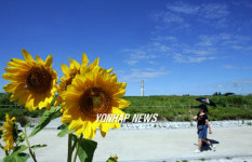 푸른 하늘 향해 웃고 있는 해바라기