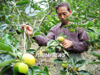 개발한 단감 살피는 이응웅씨