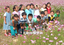 정선 솔돌마을 코스모스 활짝