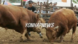 <싸움소들, 헉헉 바쁘다>