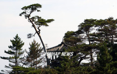 거뜬하게 소생한 의상대 관음송