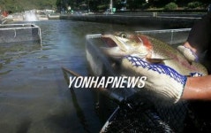 <국내산 마저… 송어ㆍ향어횟집 `직격탄>