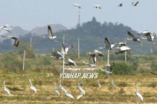 겨울진객 재두루미 도래
