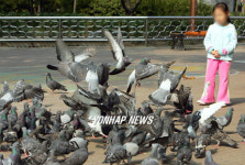 도심 서식 비둘기 조류독감에 안전?