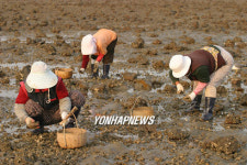 간월도 굴 채취 `한창
