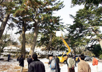 문화재청 `곰솔 조사