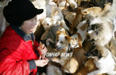 유기견 900마리 보호하는 개들의 엄마