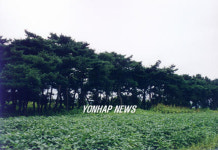 천연기념물 예고된 포항 `북천수