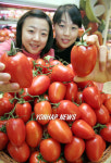 `송이토마토 맛 보세요