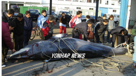 통발어구에 걸려 죽은 밍크고래
