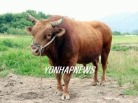 의령군, 최고 싸움소 혈통잇기 사업