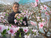 활짝 핀 복사꽃