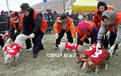 행운의 돼지몰이 경주
