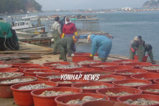 동사 물고기 수거작업