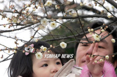 매화 활짝, `봄이네