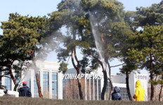 겨울 찌든때 씻는 소나무들