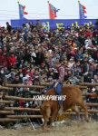 청도소싸움 한우로데오 신나요!