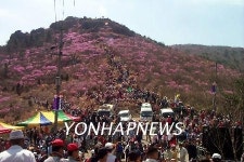 여수 영취산 진달래 축제 31일 개막