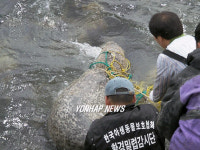 탈진한 바다 물범 포획 동물병원 이송