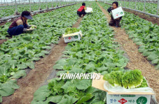 입맛 돋우는 장수 쌈배추