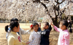 시골학교 수양벚꽃 만개