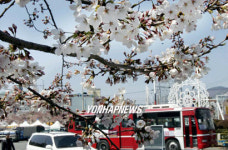 31일 진해군항제...벚꽃도 활짝
