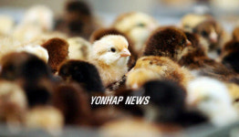 갓부화한 토종 병아리