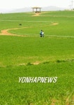 <카메라뉴스> 고창 청보리밭을 거닐며