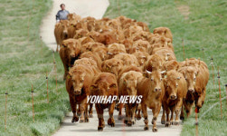 초지로 방목되는 한우