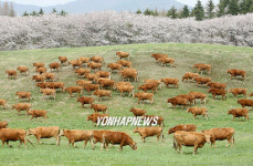 봄맞이하는 한우들