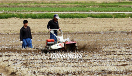 관리기로 북을 해주는 농촌 부자