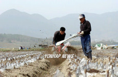 관리기로 북을 해주는 농촌 부자