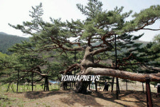 천연기념물 제460호 부부송(夫婦松)