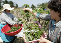 개두릅 맛보러 오세요