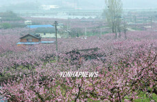 마을을 뒤덮은 복숭아 꽃