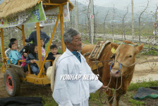 사과꽃 축제의 소달구지