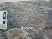 경남 고성서 발견된 공룡피부 흔적 화석