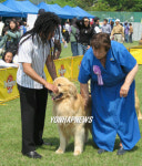 심사받는 애견과 핸들러
