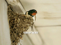 도심 처마밑 제비집.. 알까지 낳아