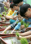 도시어린이 벼심기 체험