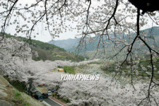 하동 십리벚꽃 길