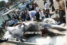 바다의로또 밍크고래 그물에 걸려