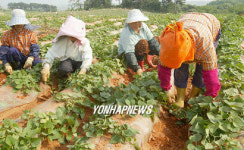 황토고구마밭 가꾸는 농부들
