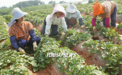 황토고구마밭 가꾸는 농부들