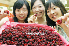 상콤한 산딸기 맛보세요!