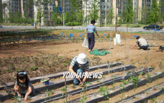 천안 도심속 주말농장 인기