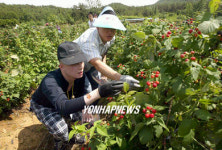 복분자 따기 체험