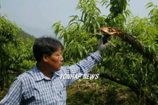 멧돼지 습격받은 복숭아 농원
