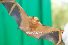태안서 포획된 황금박쥐