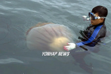 노무라입깃 해파리